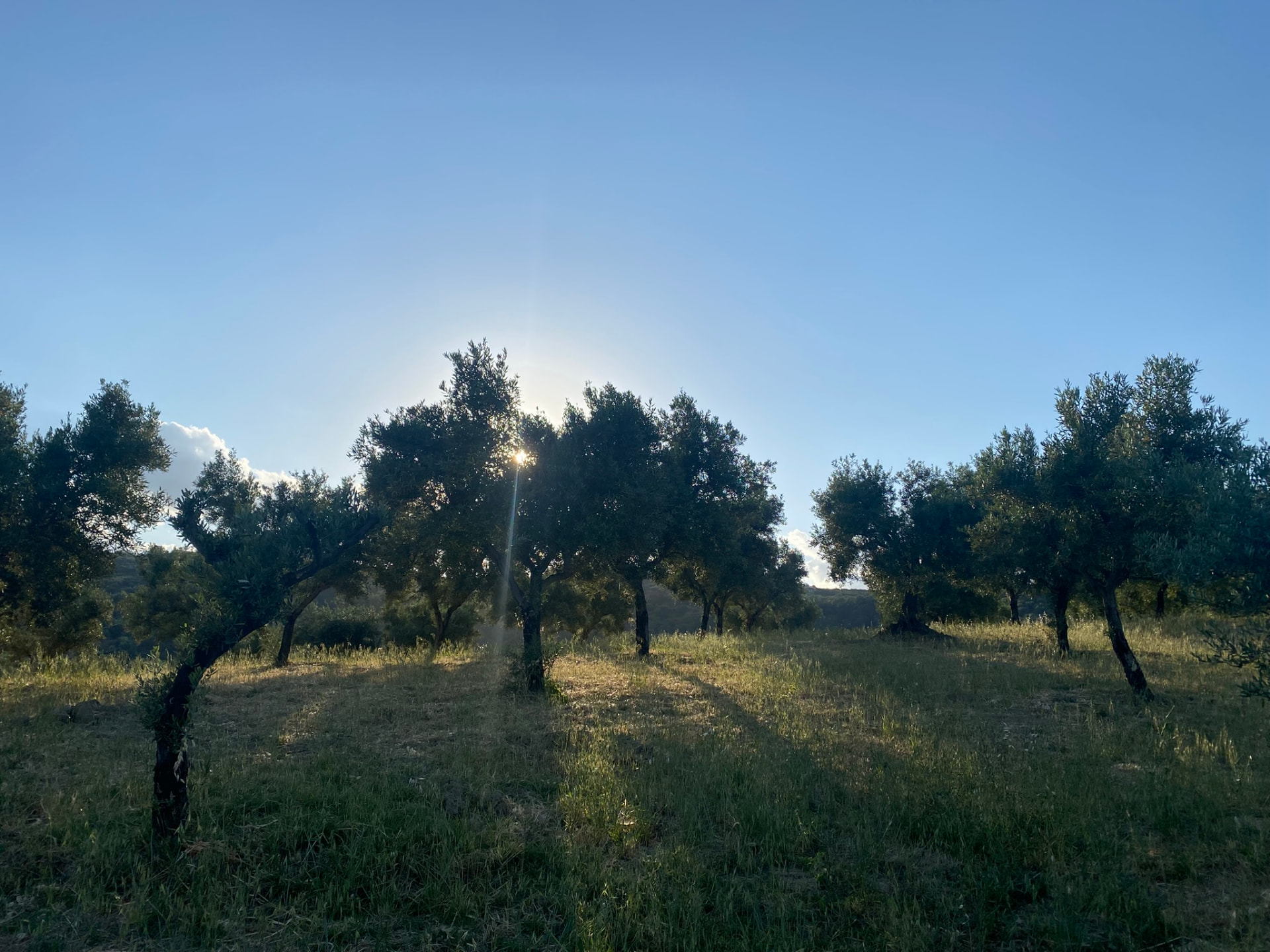 Uliveto in Calabria nella luce del pomeriggio